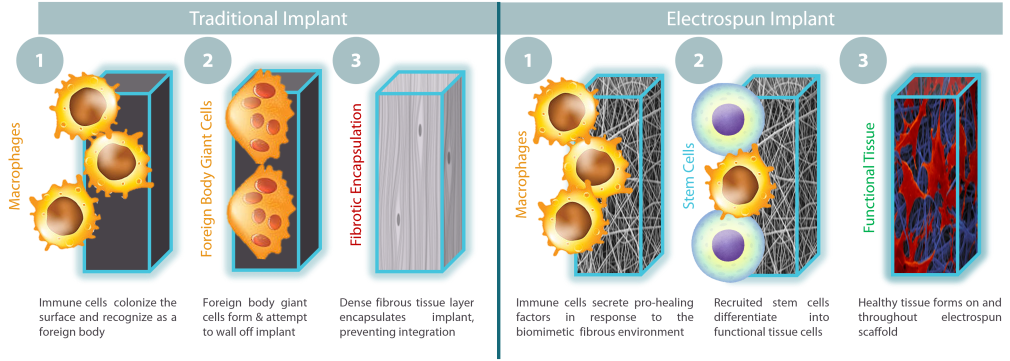 fibrotic response figure