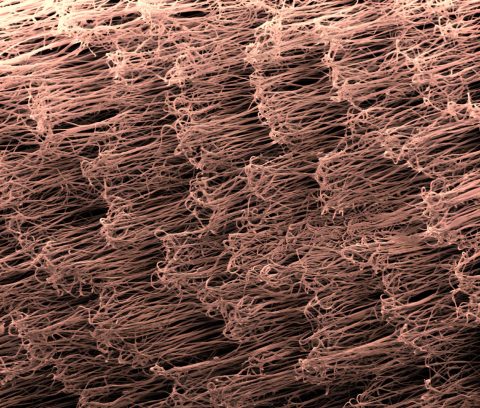 electrospun fibers SEM