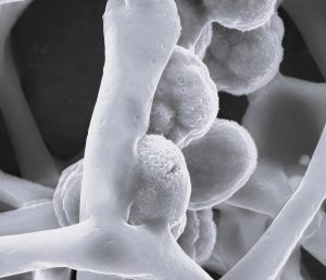 Electrospun mesh